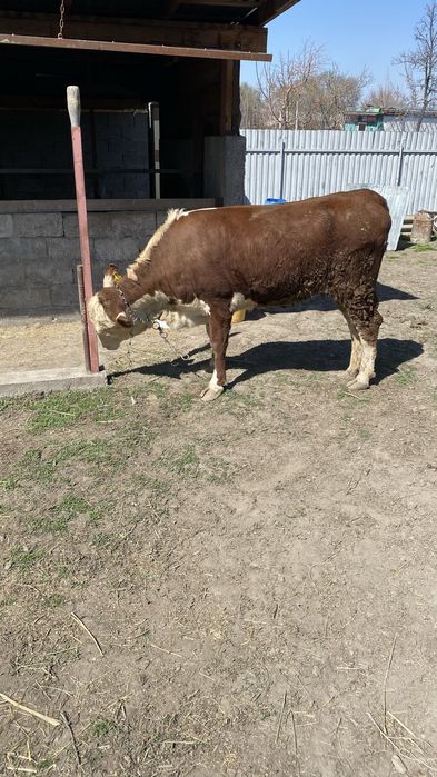 Продам молодую телку!! Очень хорошо подойдет для племя !