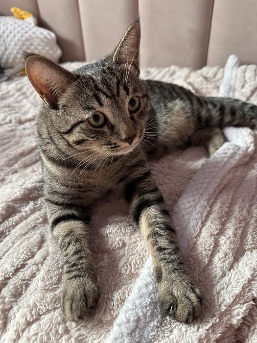 Кот шотландский прямоухий