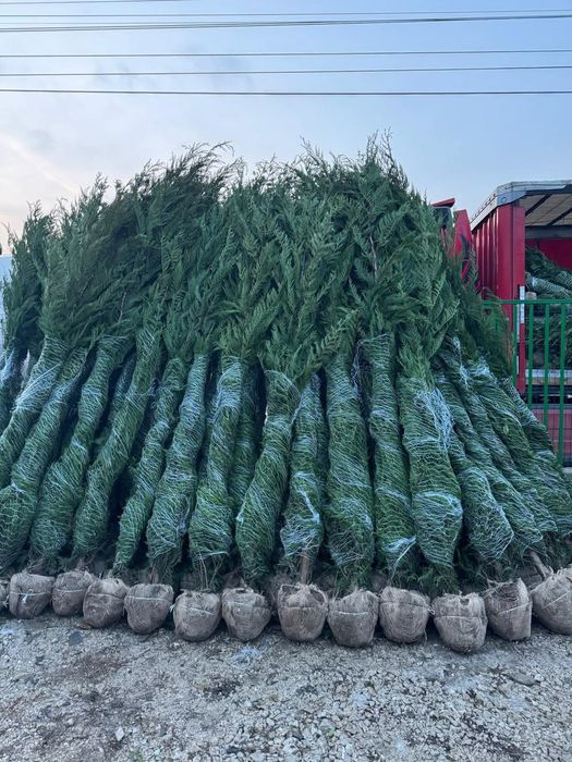Tuia leylandii inaltime 2.50m 2.60m