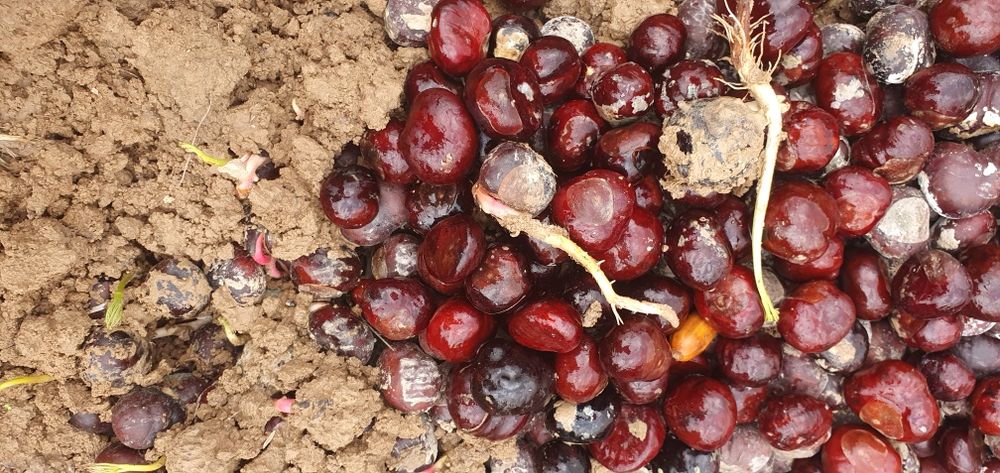 Каштан, дуб (эман) уруғлари бор.  Стратификация қилинган. Экишга тайёр