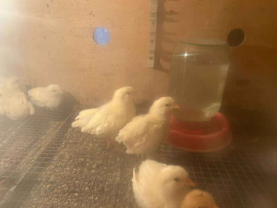 Цыплята несушка продаем