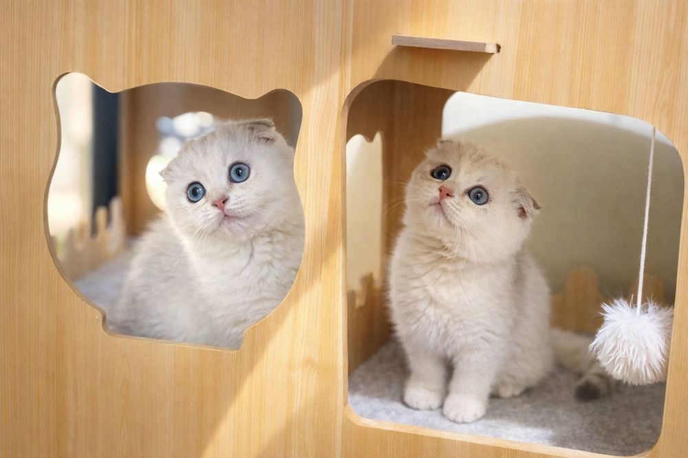 Шиншилла Silver с очень редкими голубыми глазами