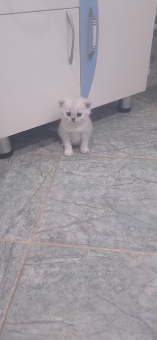 Котята британец шиншила
