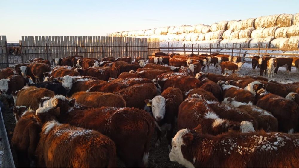 Қашар сатылады / Продается кашар(телята)