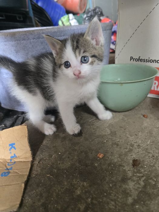 pui de pisică spre ADOPȚIE!!