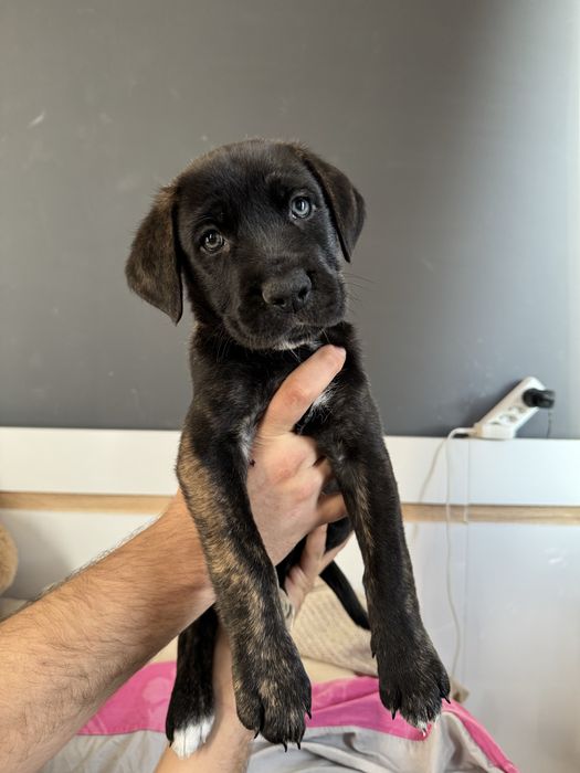 Дизайнерско Кане Корсо