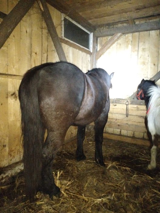 vând mânză cuminte