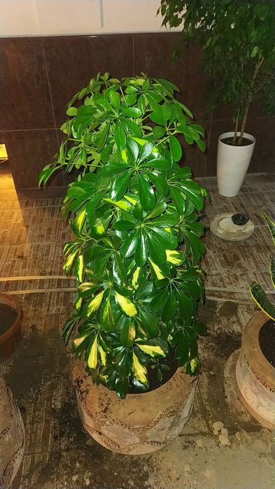 Шефлера пёстри баргли.