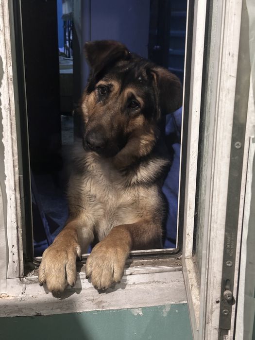 Породистая овчарка