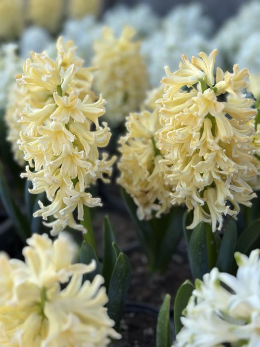 Зюмбюли и теменужки за 8-ми март