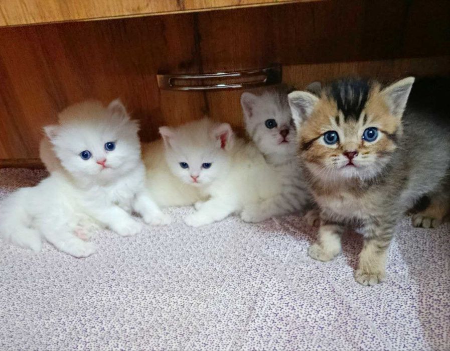 Продаются шикарные элитные  котята