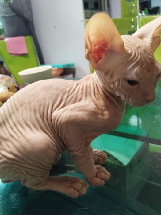 Котенок голенький сфинкс