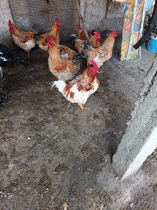 Păsări  cocoș mari