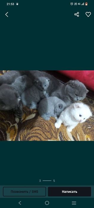 Skotish fold ayol mushuk sotiladi.