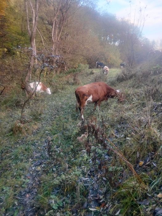 Bobine la alegere din 25 de bucati cu sau fara vitei