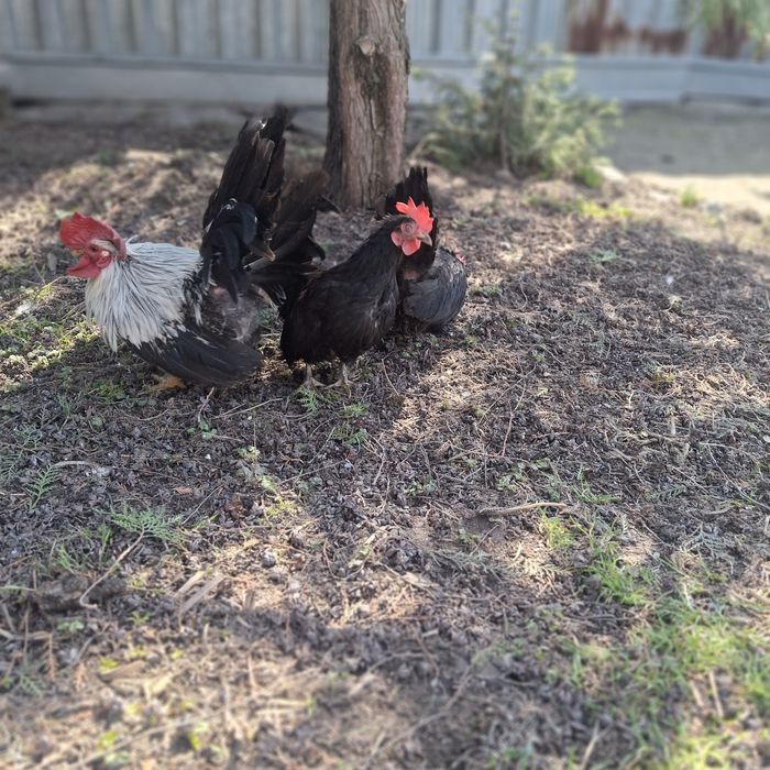 Курочки породы шабо