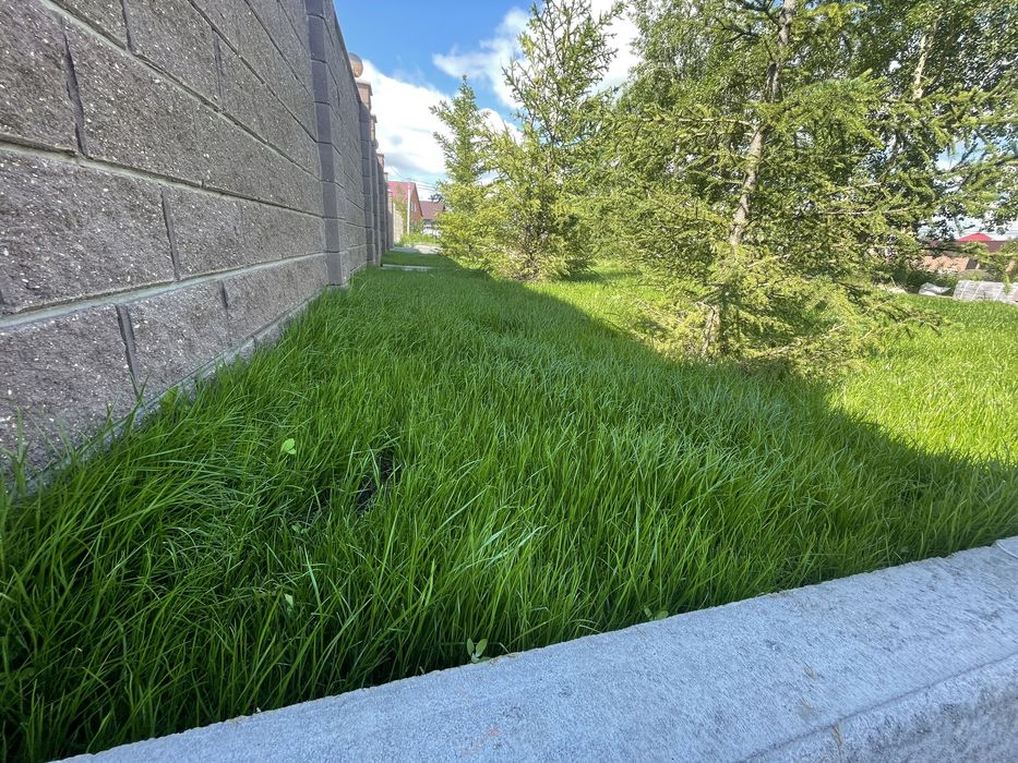 Газон спортивный зимостойкий