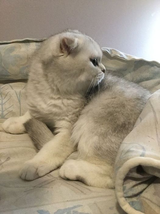 Вязка с шотландским шинлиллой