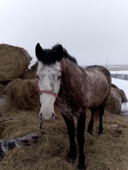Продам жеребца на племя