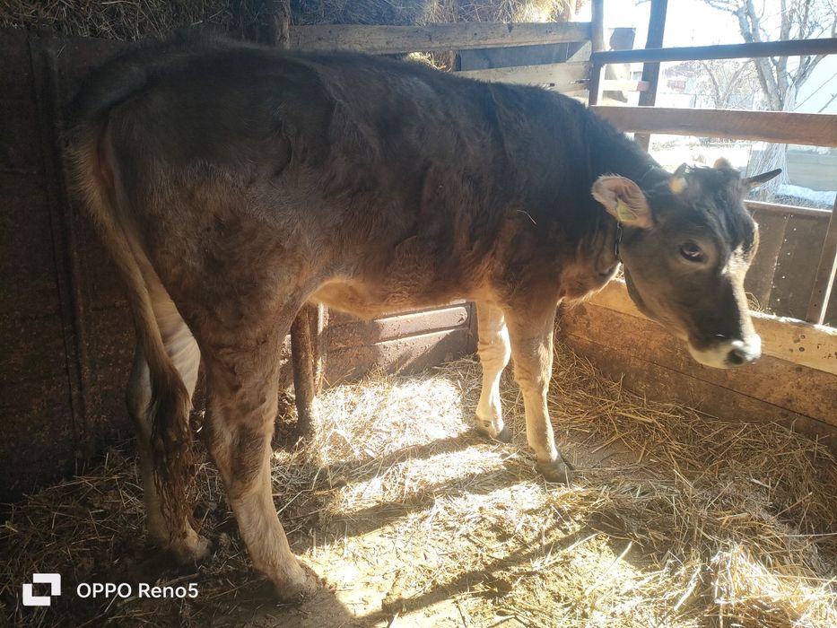 Продам тёлочку 2 г