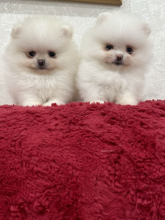 Кукольные мальчики и девочки беби фейс