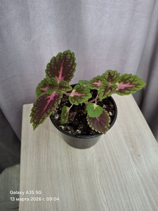 Продам комнатные цветы