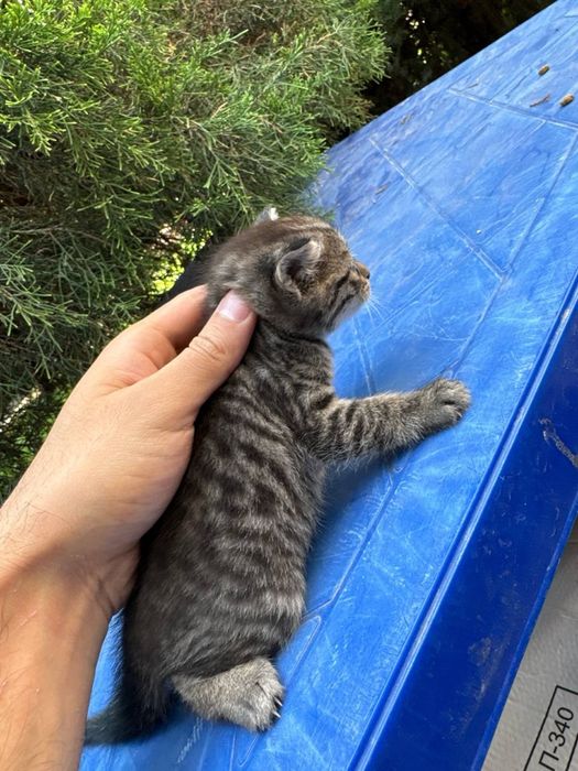 Отдам котят в хорошие руки бесплатно