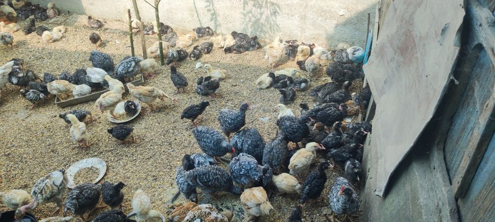 Vand pui crescuți Bio 35 lei bucata