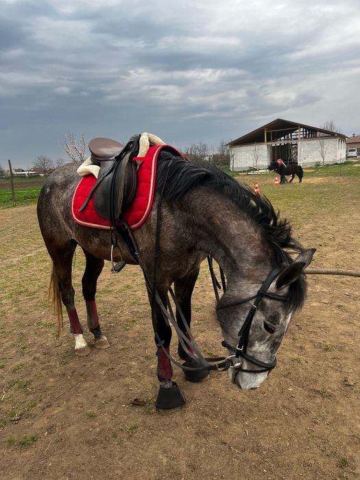 Vand pereche de iepe lipitan cu pedigree