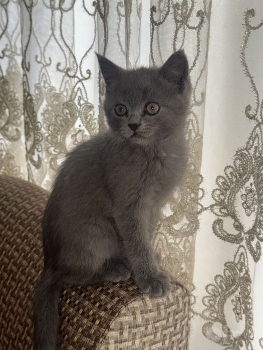 Srochna Scottish fold mushuk bolalari sotiladi