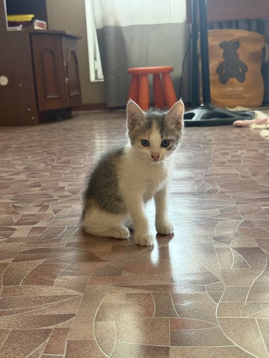 Бесплатно: котята в добрые руки