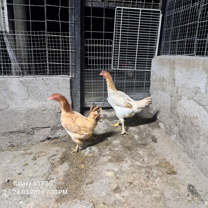 Продам 2 Курицы молодые