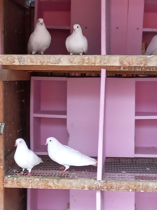 Vând porumbei tobosari arabi