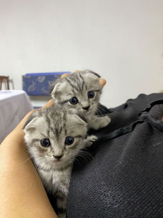 Котенок вислоухий
