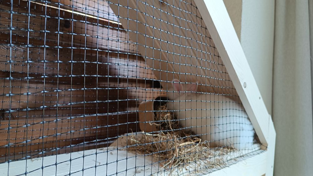 Cusca iepurasi tip căsuța