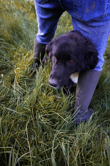 Catelusa blanda de talie mare,5 ani,pentru adoptie