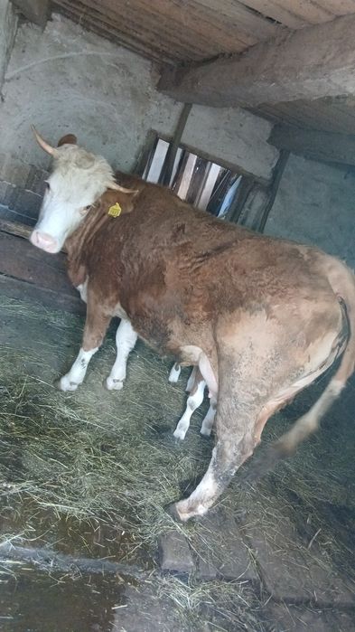 Vând junincă la prima fătare cu vițel