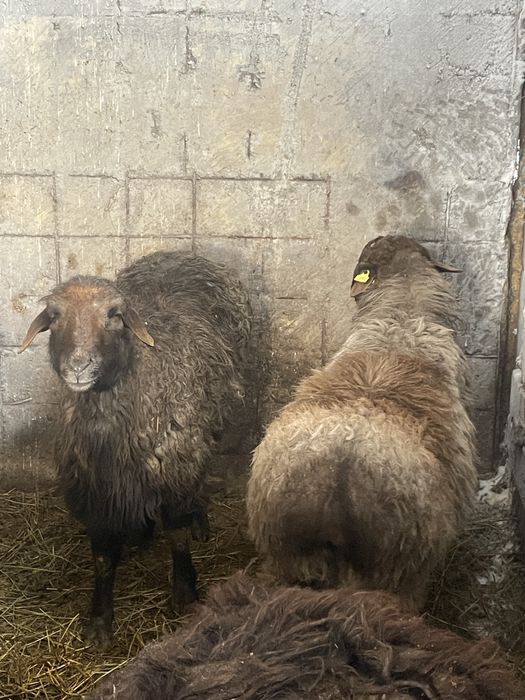 Семіз қой ешкілер сатылады