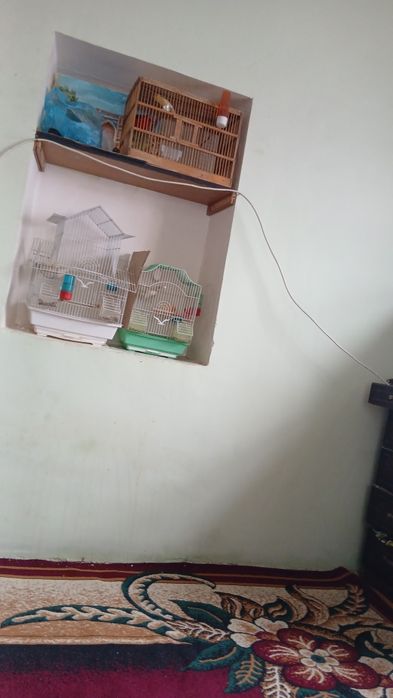 Канарейка поющие