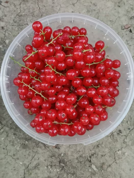 Красная смородина