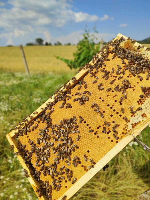 Пчелни отводки 2026