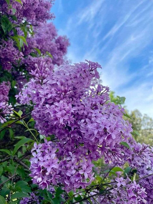 Продаем для посадки смородину черную