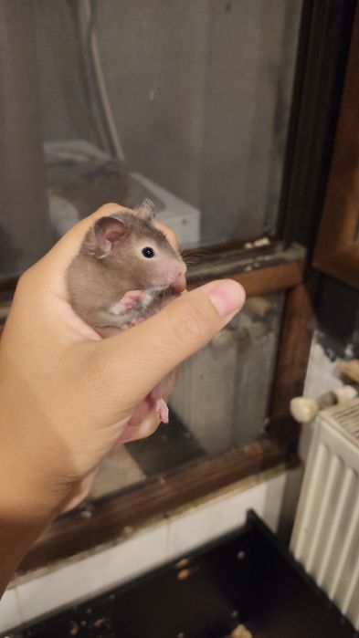 Hamsteri sirieni