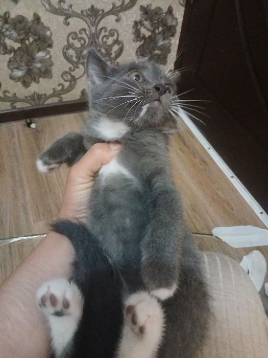 Продаются котята девочка и мальчик