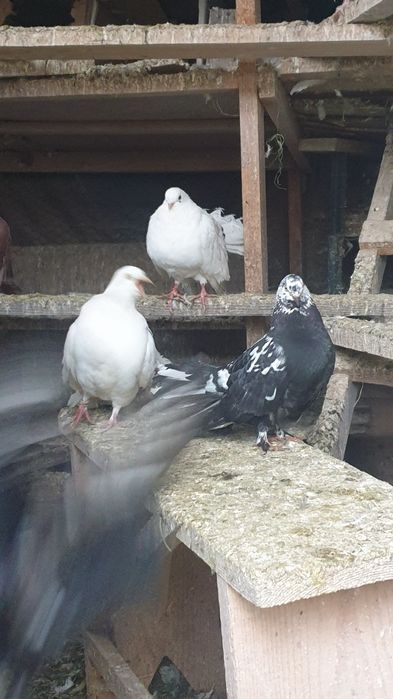 Porumbei Pavă / Încălţaţi frumoşi (