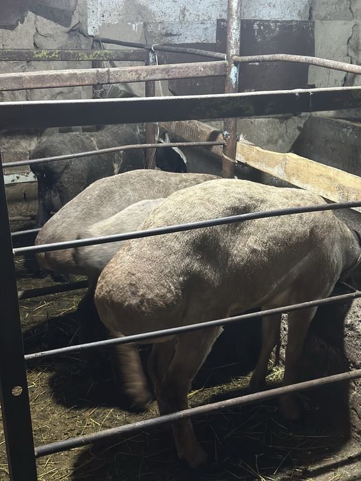 Quylar sotiladi 1 tugishga bogoz zotdor quylar