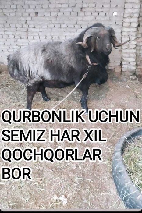HALOL  Arzon Semiz Har xil Boqilgan Sifatli Qochqorlar sotiladi