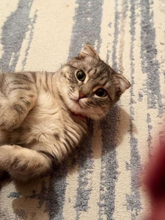 Продам кота Фисташка замечательный уезжаю срочно