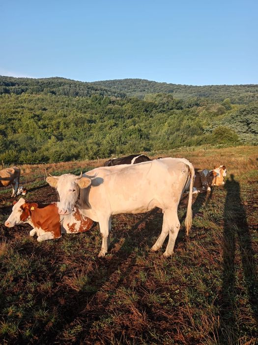 Vacă de vânzare Bistrița