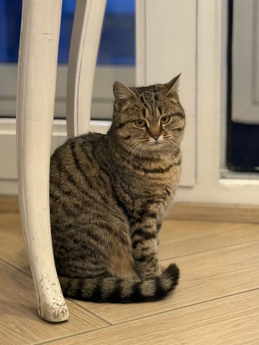 Кошка по имени Соня